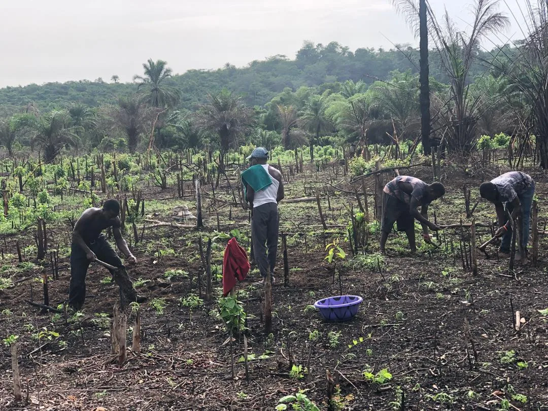 T.C.B Limited operated farm in Moyamba District, Sierra Leone (Photo by: Tom Bongay)